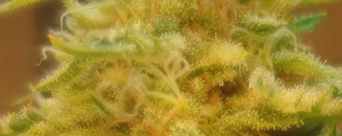 CBD