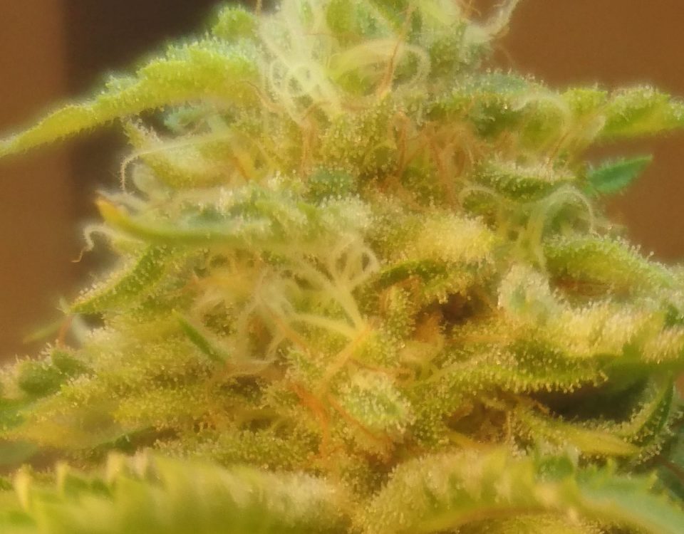CBD